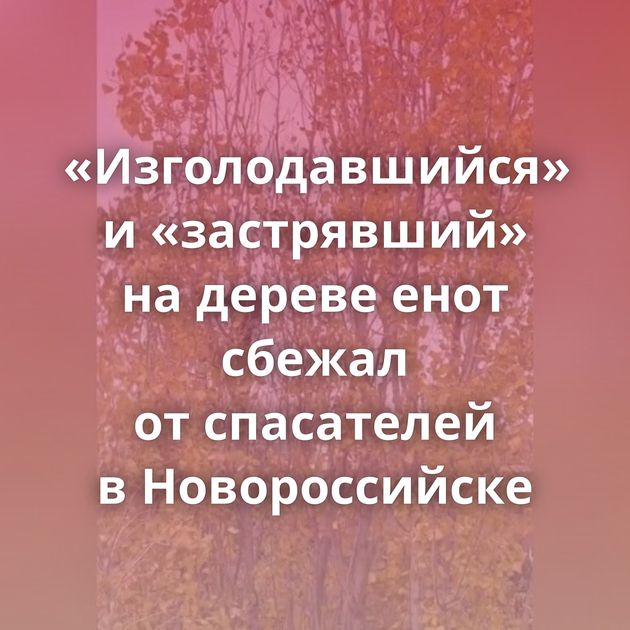 «Изголодавшийся» и «застрявший» на дереве енот сбежал от спасателей в Новороссийске
