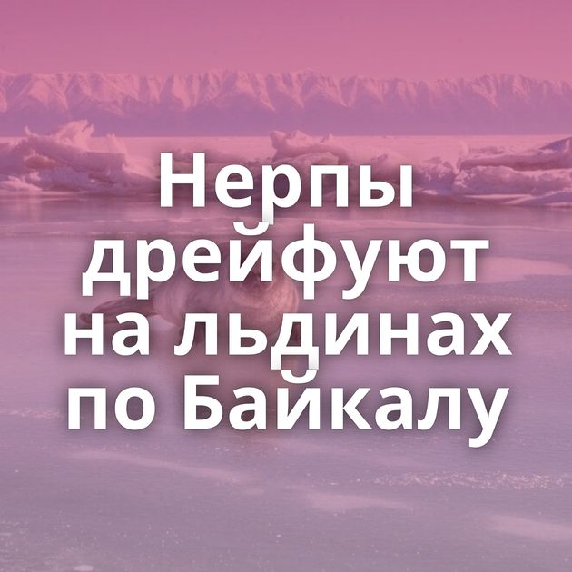 Нерпы дрейфуют на льдинах по Байкалу