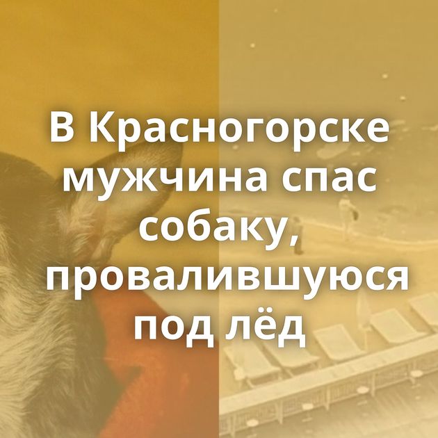 В Красногорске мужчина спас собаку, провалившуюся под лёд