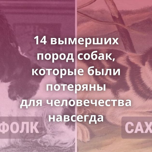 14 вымерших пород собак, которые были потеряны для человечества навсегда