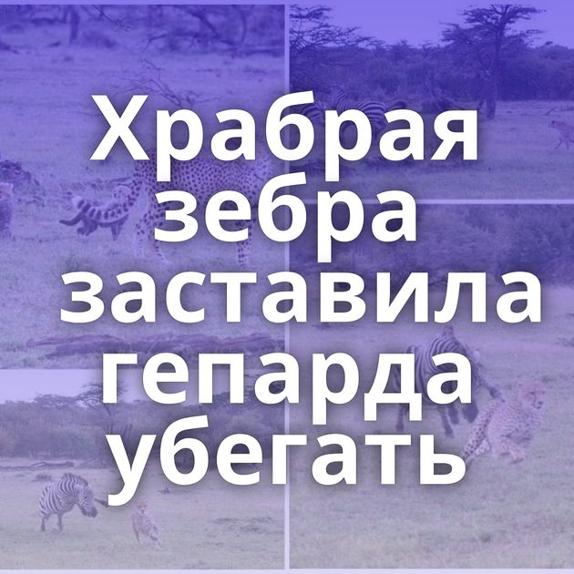 Храбрая зебра заставила гепарда убегать