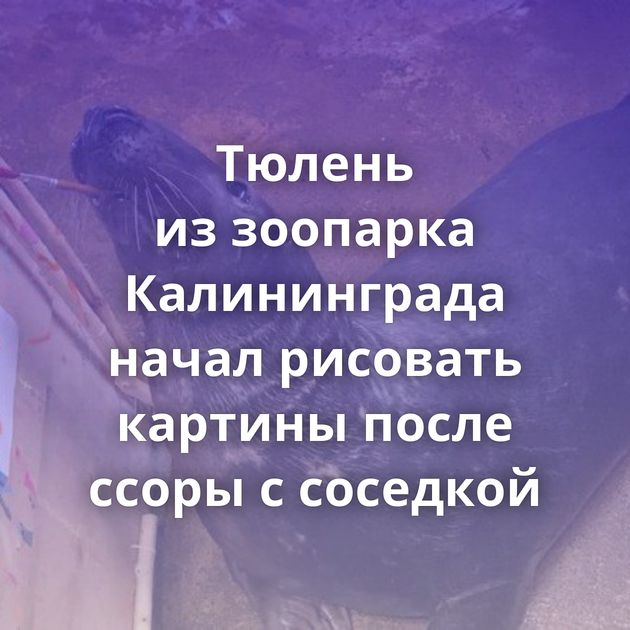 Тюлень из зоопарка Калининграда начал рисовать картины после ссоры с соседкой