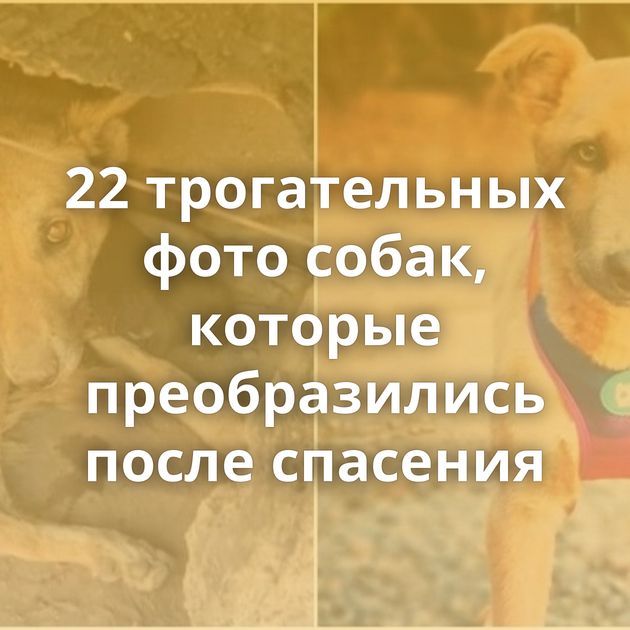 22 трогательных фото собак, которые преобразились после спасения