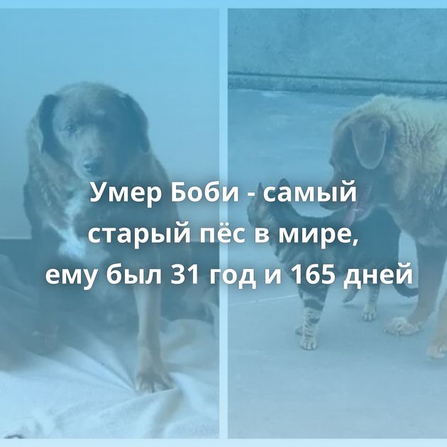 Умер Боби - самый старый пёс в мире, ему был 31 год и 165 дней