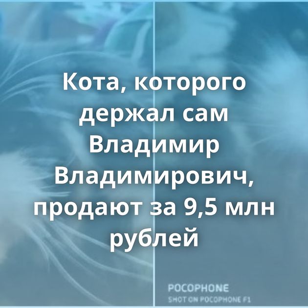 Кота, которого держал сам Владимир Владимирович, продают за 9,5 млн рублей