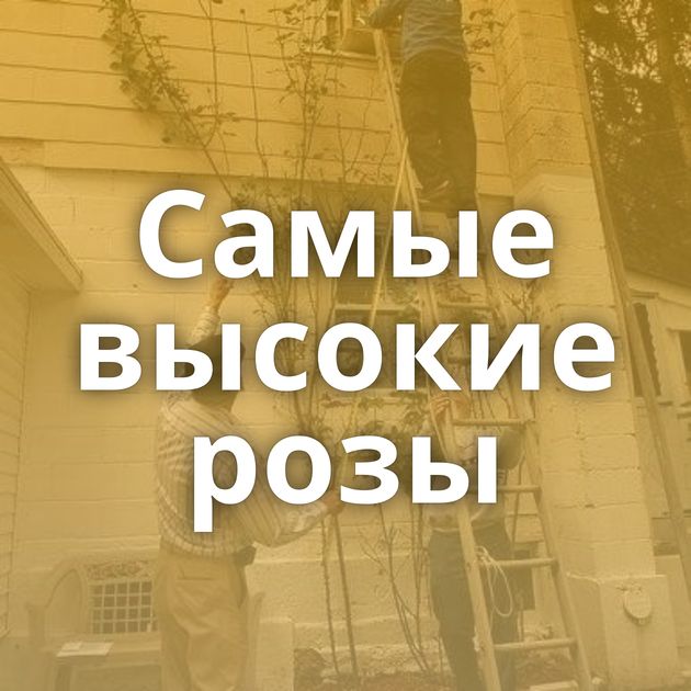 Самые высокие розы