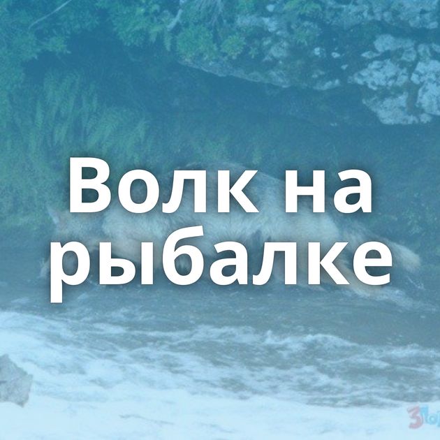 Волк на рыбалке