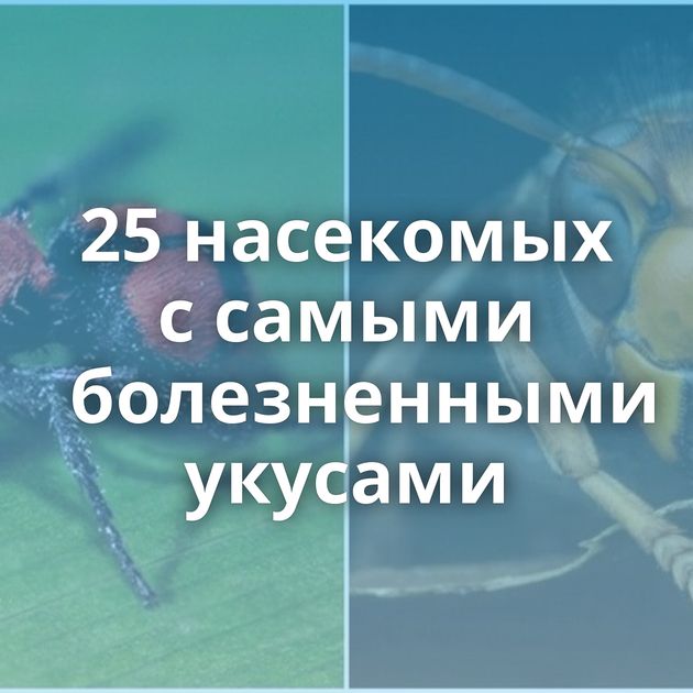 25 насекомых с самыми болезненными укусами