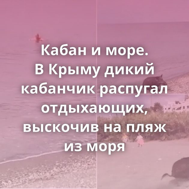 Кабан и море. В Крыму дикий кабанчик распугал отдыхающих, выскочив на пляж из моря
