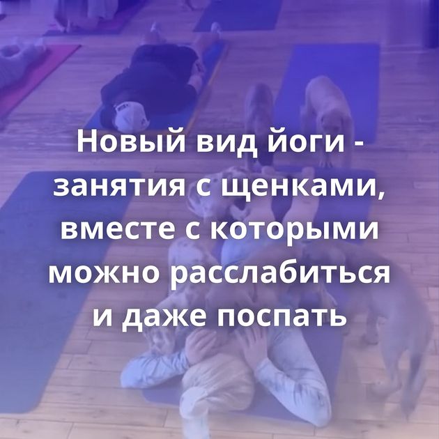 Новый вид йоги - занятия с щенками, вместе с которыми можно расслабиться и даже поспать