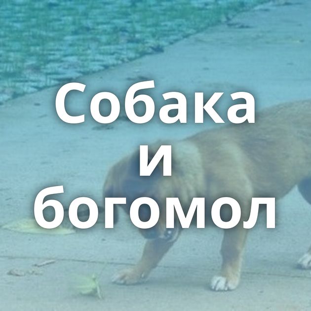 Собака и богомол