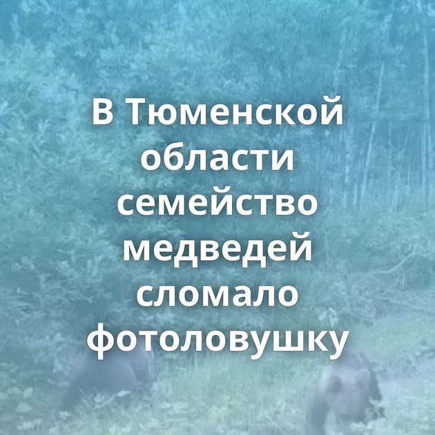 В Тюменской области семейство медведей сломало фотоловушку