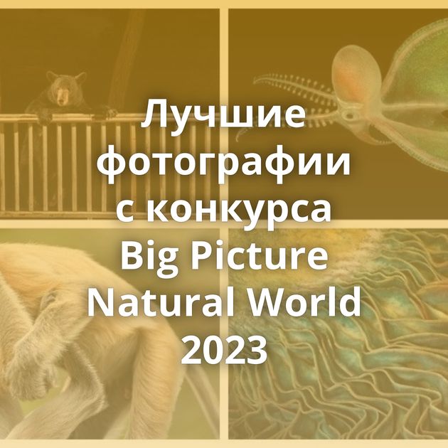 Лучшие фотографии с конкурса Big Picture Natural World 2023