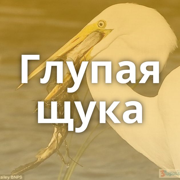 Глупая щука