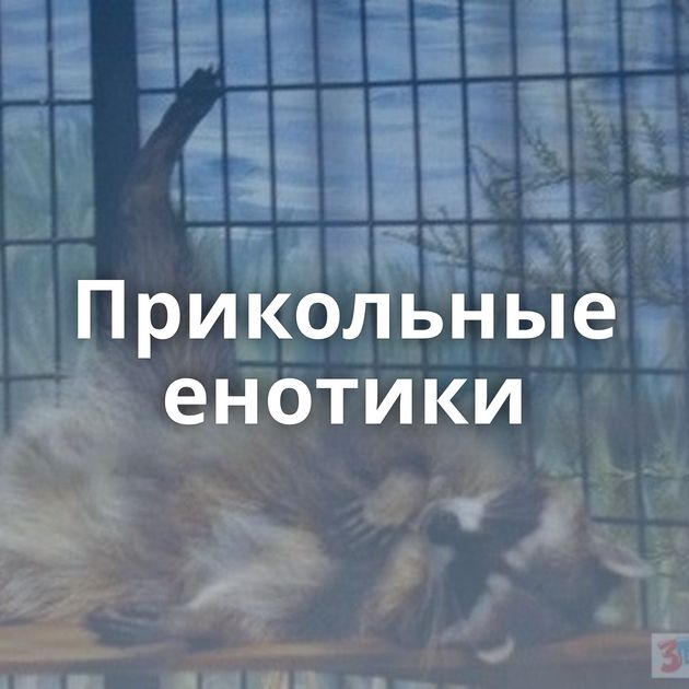 Прикольные енотики