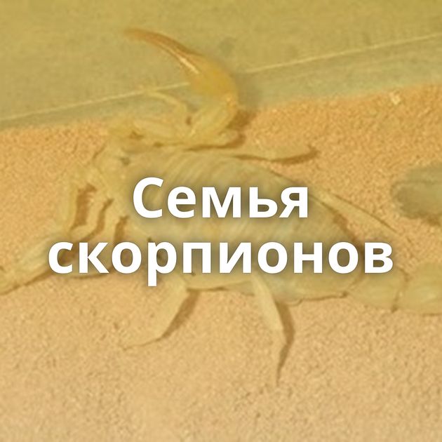 Семья скорпионов