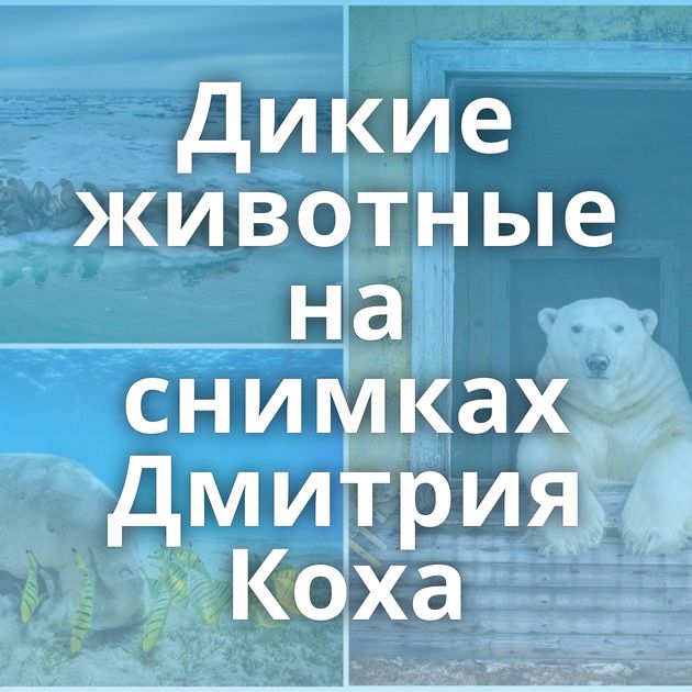 Дикие животные на снимках Дмитрия Коха