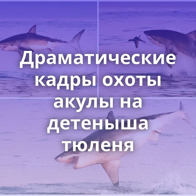 Драматические кадры охоты акулы на детеныша тюленя