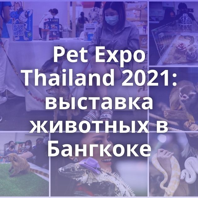 Pet Expo Thailand 2021: выставка животных в Бангкоке