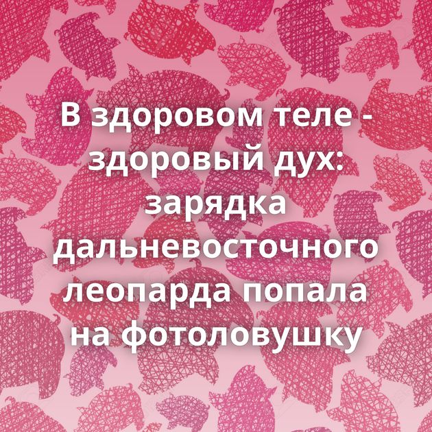 В здоровом теле - здоровый дух: зарядка дальневосточного леопарда попала на фотоловушку