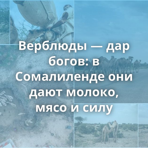 Верблюды — дар богов: в Сомалиленде они дают молоко, мясо и силу