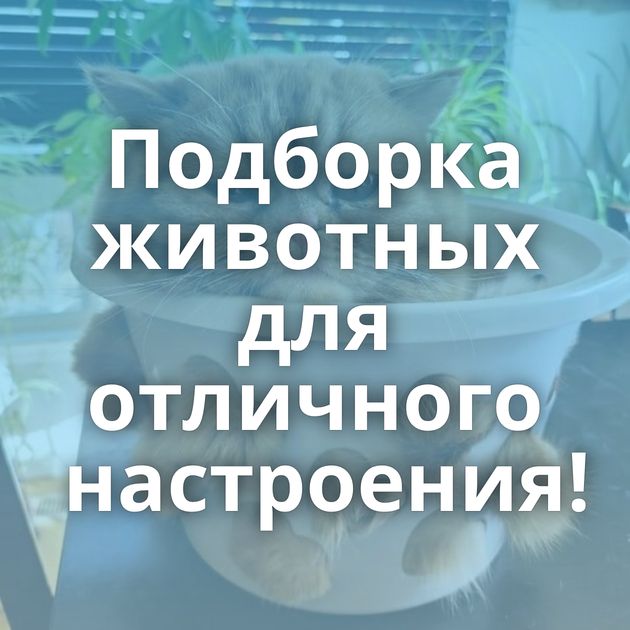 Подборка животных для отличного настроения!