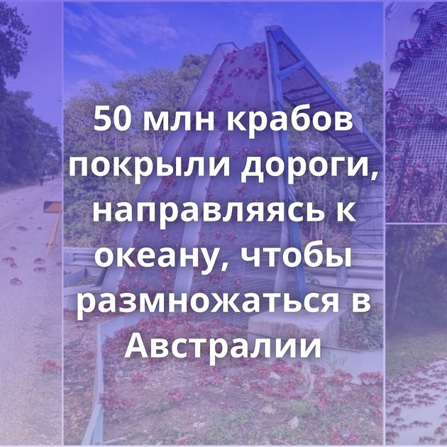 50 млн крабов покрыли дороги, направляясь к океану, чтобы размножаться в Австралии