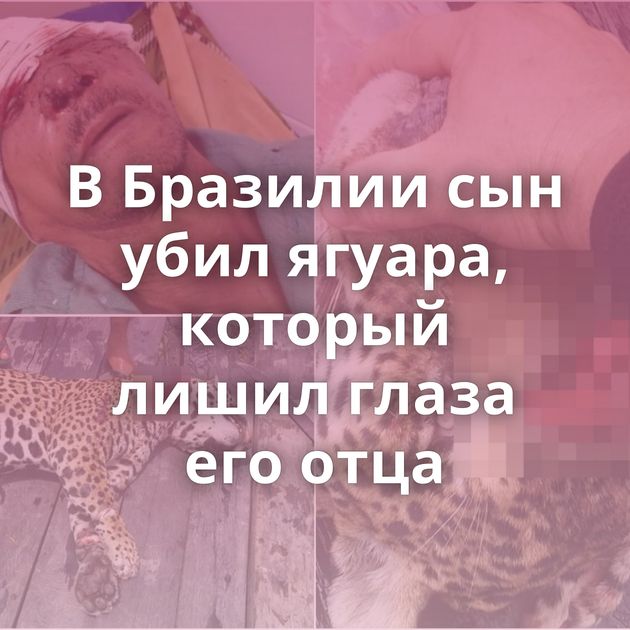 В Бразилии сын убил ягуара, который лишил глаза его отца