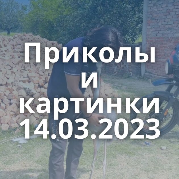 Приколы и картинки 14.03.2023