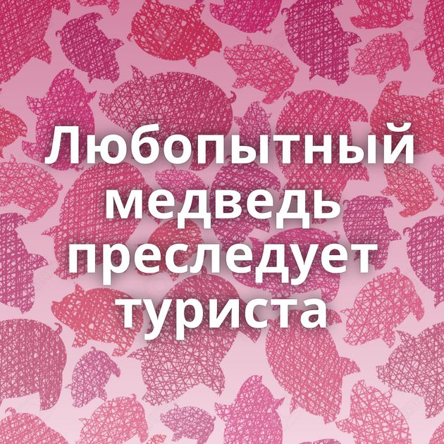 Любопытный медведь преследует туриста