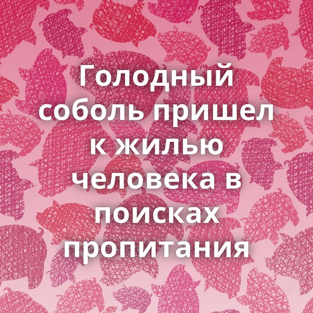 Голодный соболь пришел к жилью человека в поисках пропитания