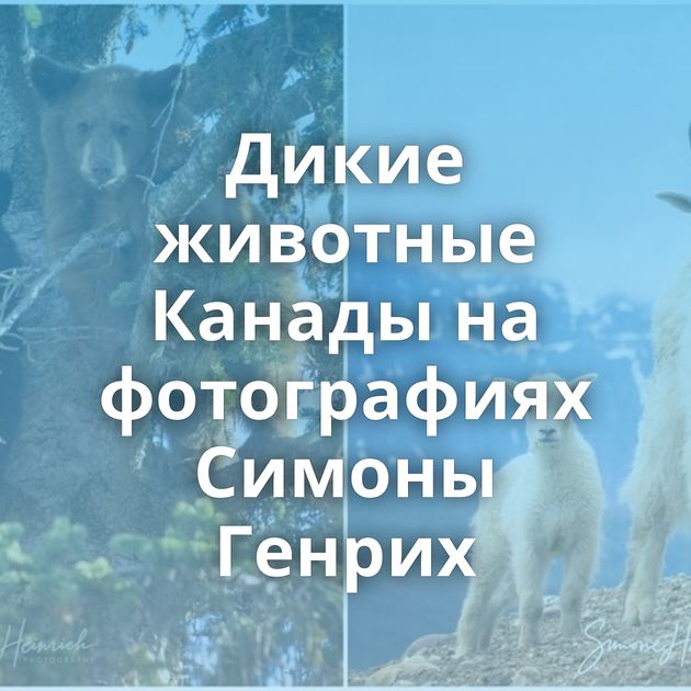 Дикие животные Канады на фотографиях Симоны Генрих