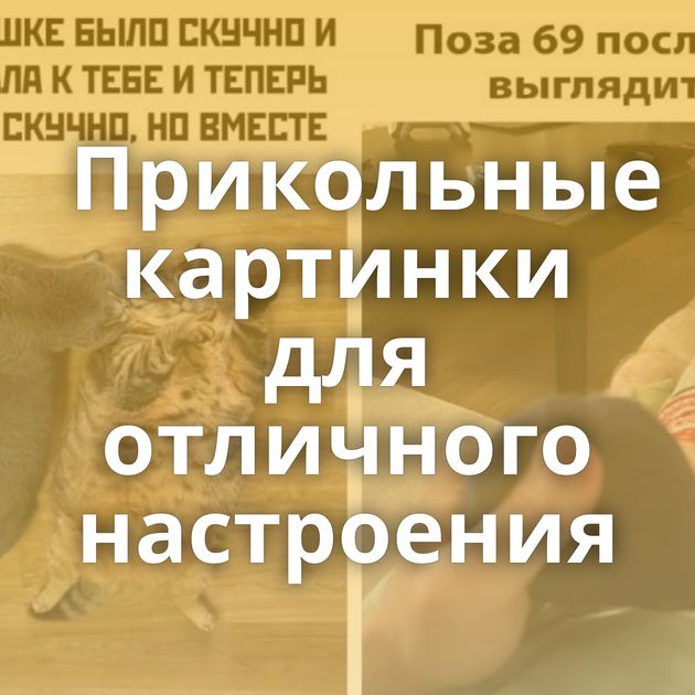 Прикольные картинки для отличного настроения