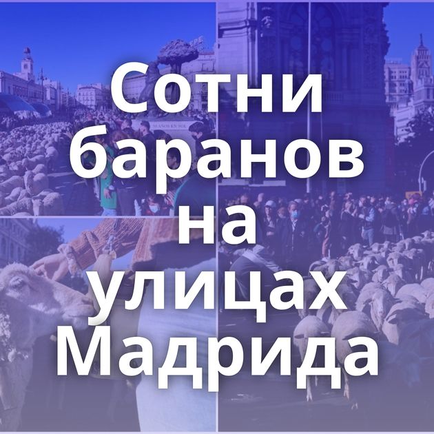 Сотни баранов на улицах Мадрида