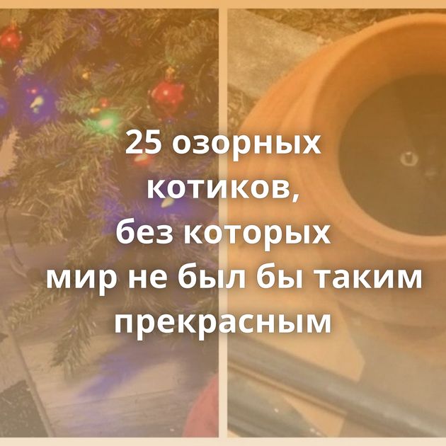 25 озорных котиков, без которых мир не был бы таким прекрасным