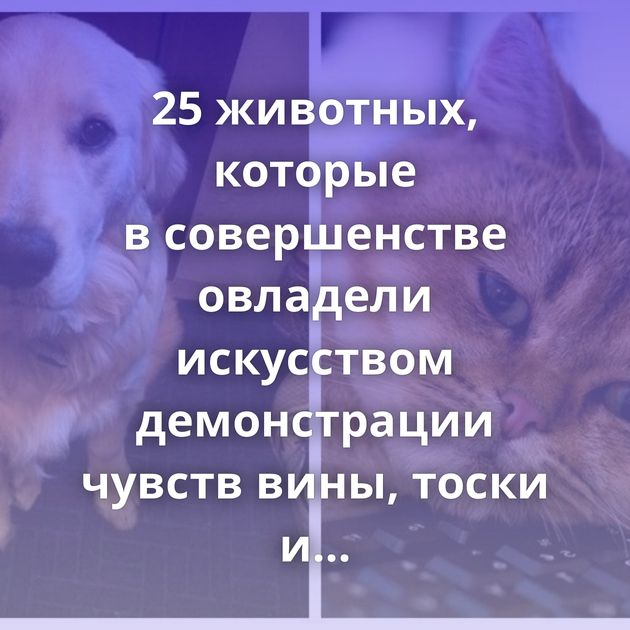 25 животных, которые в совершенстве овладели искусством демонстрации чувств вины, тоски и грусти