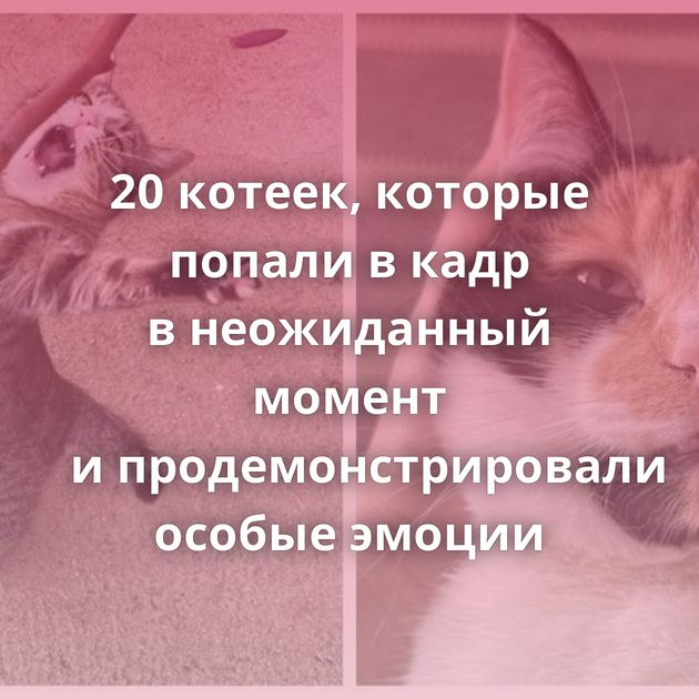 20 котеек, которые попали в кадр в неожиданный момент и продемонстрировали особые эмоции