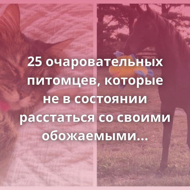 25 очаровательных питомцев, которые не в состоянии расстаться со своими обожаемыми игрушками