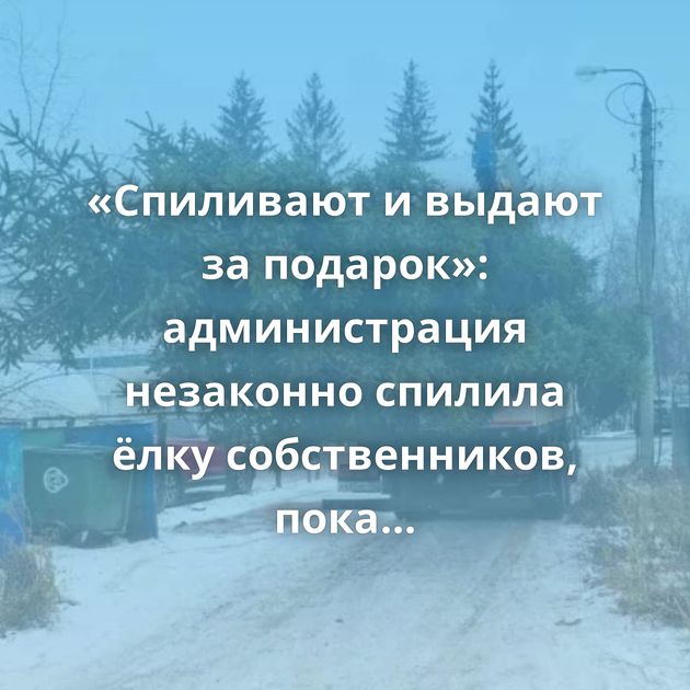 «Спиливают и выдают за подарок»: администрация незаконно спилила ёлку собственников, пока тех не было дома