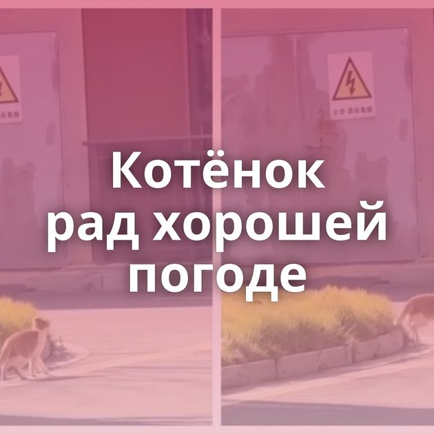 Котёнок рад хорошей погоде