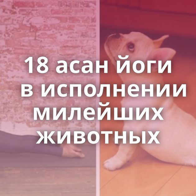 18 асан йоги в исполнении милейших животных