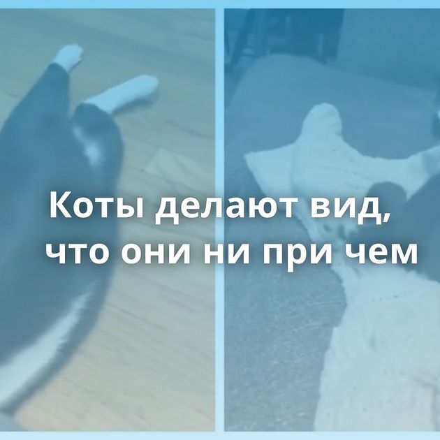 Коты делают вид, что они ни при чем