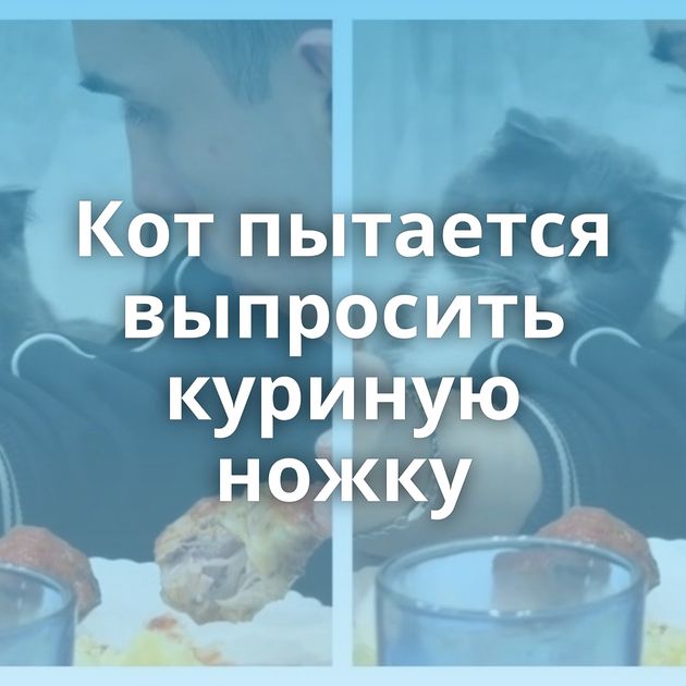 Кот пытается выпросить куриную ножку