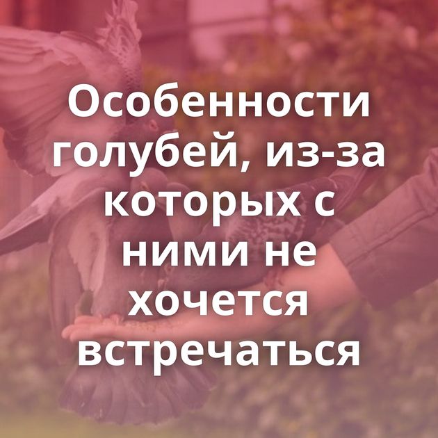 Особенности голубей, из-за которых с ними не хочется встречаться