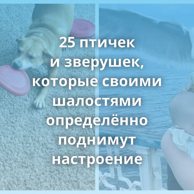 25 птичек и зверушек, которые своими шалостями определённо поднимут настроение