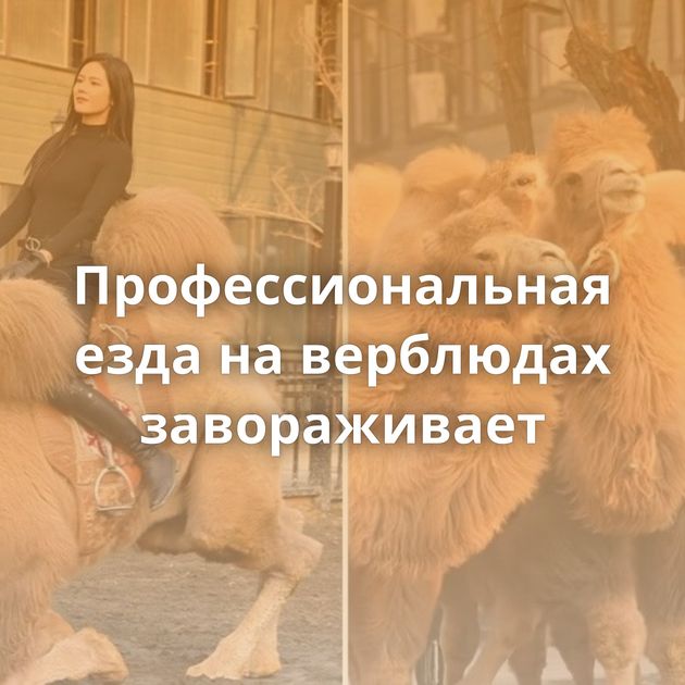 Профессиональная езда на верблюдах завораживает