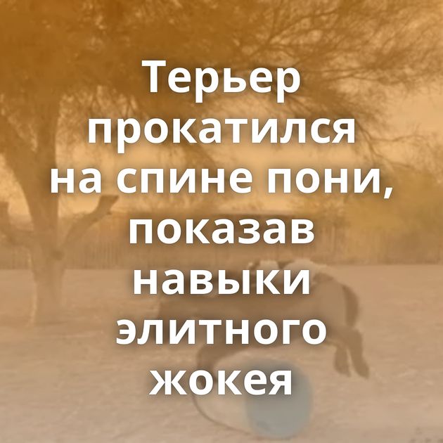 Терьер прокатился на спине пони, показав навыки элитного жокея