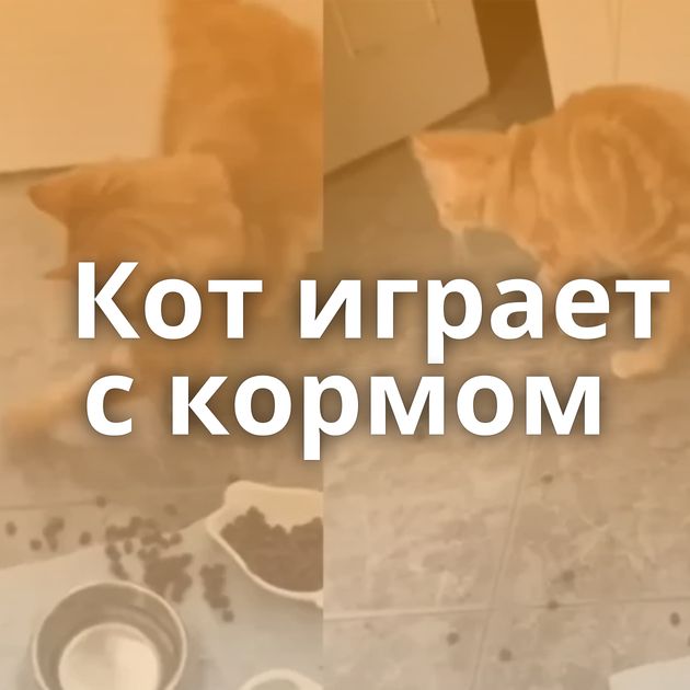 Кот играет с кормом