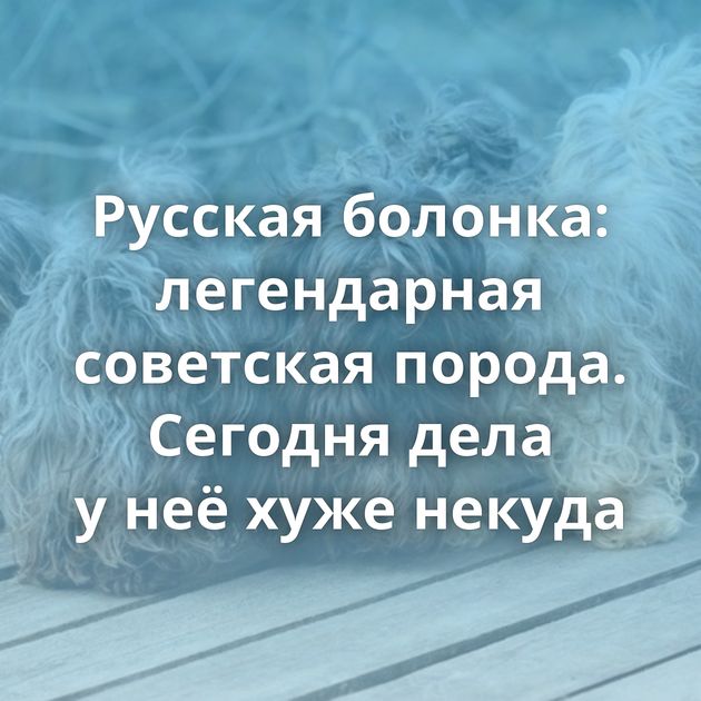 Русская болонка: легендарная советская порода. Сегодня дела у неё хуже некуда