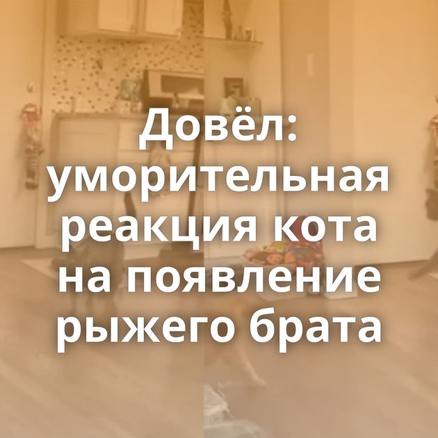 Довёл: уморительная реакция кота на появление рыжего брата